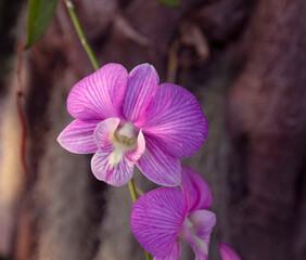 Beautiful orchids in the natural garden
