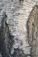 Common birch