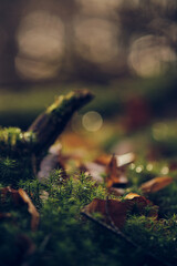 Moss on the forest ground with sunlight. High quality photo