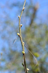 Siberian Pea Shrub