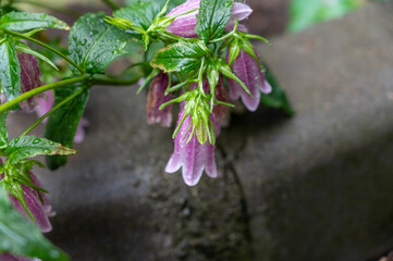 Pink Korean Bellflower (or Korean-Glockenblume) in the garden. Campanula Takesimana (Campanula Punctata). Beautiful flowers covered in raindrops. Gardening. Flowering. Close-up. Selective focus.