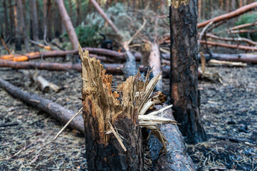 Broken trees in the forest after bombing or shelling. Shrapnel marks on the trunks of burnt pines. The war in Ukraine. Invasions of the Russian army in Ukraine near Mykolaiv.
