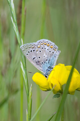 Motyl modraszek na łące