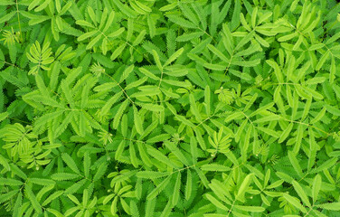 Mimosa invisa leaves background, nature green color of freshness wallpaper. The green Mimosa invisa leaves have space for text or backgrounds. sensitive grass, shame bush.