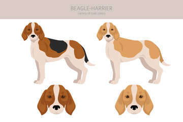 Beagle Harrier  all colours clipart. Different coat colors and poses set