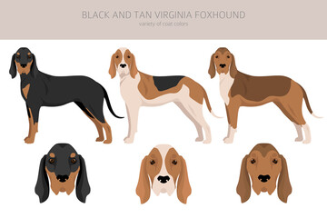 Black and tan Virginia Foxhound clipart. Different coat colors and poses set