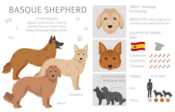 Basque Shepherd dog all colours clipart. Different coat colors and poses set