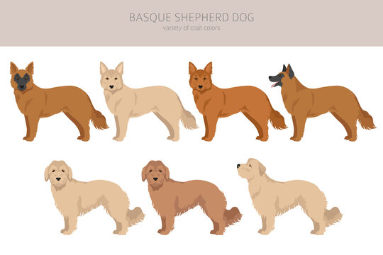 Basque Shepherd dog all colours clipart. Different coat colors and poses set
