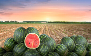 watermelon (Citrullus lanatus) crop planted at agriculture field or farm at India during summer. Striped ripe watermelons on the ground in a field at sunset. - obrazy, fototapety, plakaty