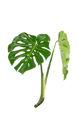 Dark green leaves of monstera or split leaf philodendron (Monstera deliciosa) tropical foliage plant growing in forest isolated on a white background, Monstera Deliciosa plant leaves. web designs.