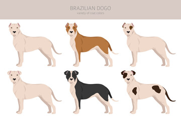 Brazilian Dogo clipart. Different coat colors and poses set