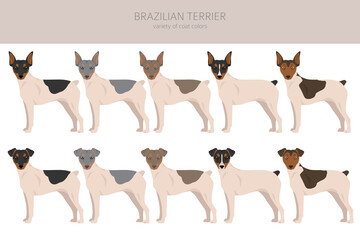Brazilian terrier clipart. Different coat colors and poses set - obrazy, fototapety, plakaty