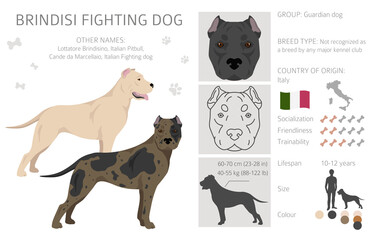 Brindisi fighting dog clipart. Different coat colors and poses set - obrazy, fototapety, plakaty