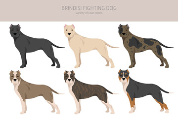 Brindisi fighting dog clipart. Different coat colors and poses set