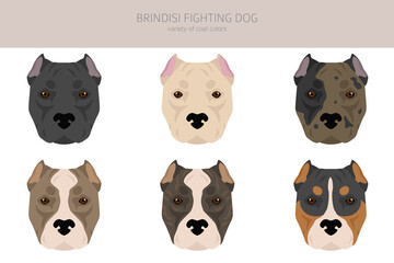 Brindisi fighting dog clipart. Different coat colors and poses set