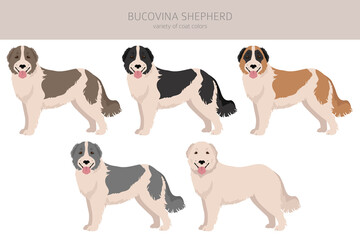 Bucovina shepherd clipart. Different coat colors and poses set