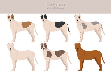 Bully Kutta clipart. Different coat colors and poses set - obrazy, fototapety, plakaty