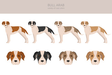 Bull Arab clipart. Different coat colors and poses set
