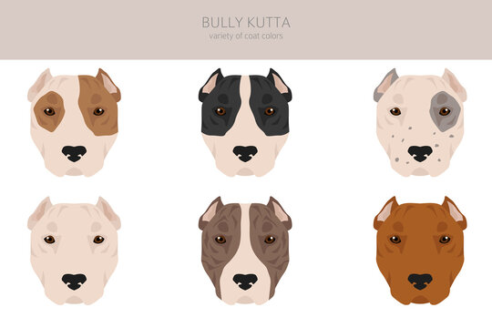 Bully Kutta clipart. Different coat colors and poses set