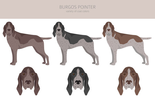 Burgos Pointer clipart. Different coat colors and poses set