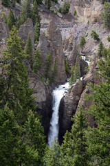 Fototapeta na wymiar Waterfall and Trees in the American Landscape. Tower Fall in Yellowstone National Park, Wyoming. United States. Nature Background.