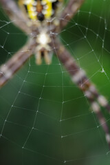 spider on web