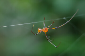 spider on a web