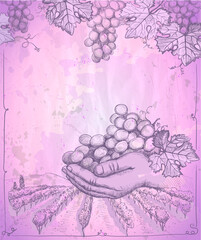 Hand holding bunch of grape, vector graphic illustration with rural landscape and vineyard