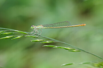 dragonfly on a leaf