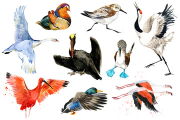 Collection of water bird and waterfowl. Duck, flamingo, pelican, heron, crane, swan. Set of watercolor illustrations isolated on white background.