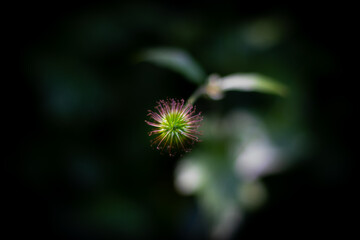 Spiky ball close up