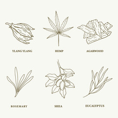 Sketch essential oil plants and flowers