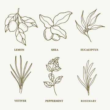 Set of hand drawn essential oil and cosmetic plants. Lemon, shea, eucalyptus, vetiver, mint, rosemary