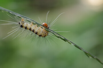 caterpillar on leaf