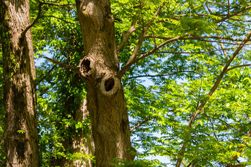 Bird nest in the hollow tree trunk