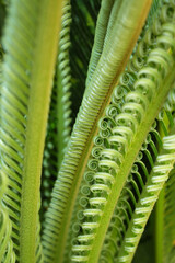 クルンと丸まった生え始めた蘇鉄＜ソテツ＞の葉