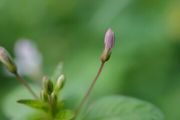 close up of a flower