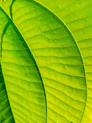  Green leaf texture background pattern 
