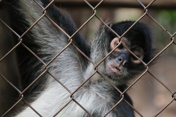animals in captivity