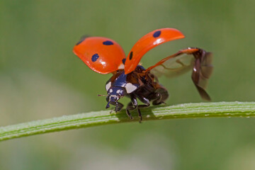 ladybug flying off green blade of grass