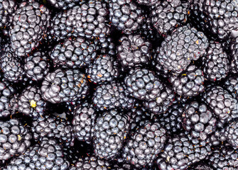 close up of a blackberries background