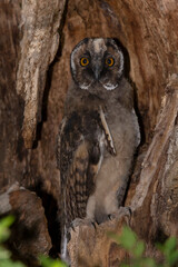 owl sitting inside dry trunk of tree