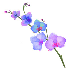 Fototapeta na wymiar watercolor illustration of orchid flower stems with blooming flowers