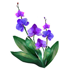 Fototapeta na wymiar purple orchid tropical flower illustration watercolor