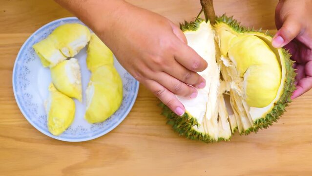 The hands are durian peels, durian yellow meat, eat very fresh. Handle durian show the yellow durian meat to eat. Tropical seasonal fruit, king of fruit from Thailand