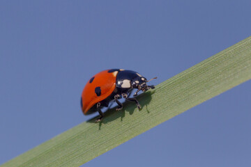 close up of ladybug moving to the top of blade