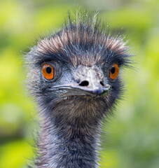 Frontal Close-up view of an Emu (Dromaius novaehollandiae) 