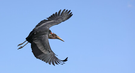Flying Marabou stork (Leptoptilos crumeniferus)