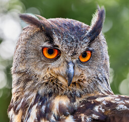 Frontal Close-up view of an Eurasian eagle-owl (Bubo bubo)
