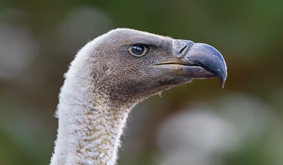 Side portrait view of a White-backed vulture (Gyps africanus)